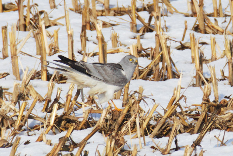Hen harrier (circus cyaneus), Aclens, Switzerland, December 2012
