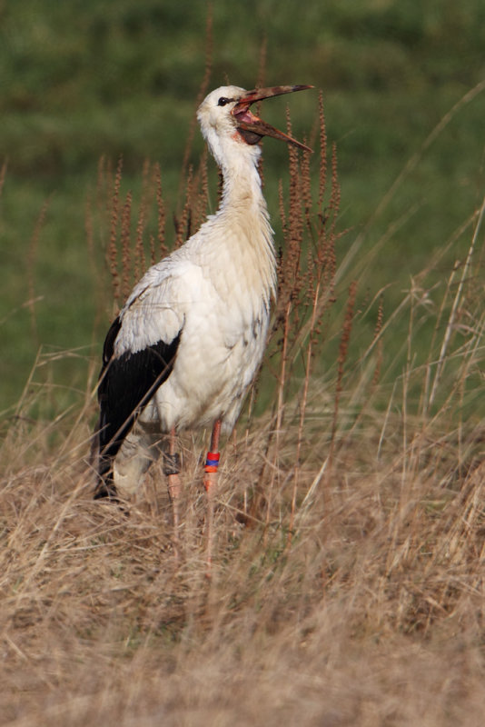 White stork (ciconia ciconia), Grancy, Switzerland, January 2013