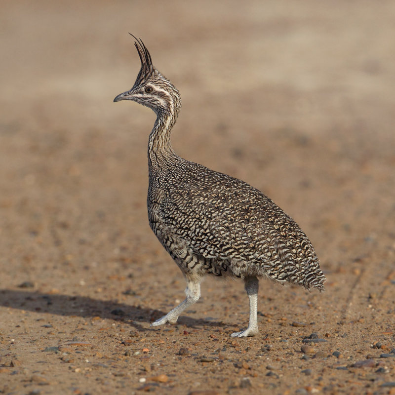 Elegant crested tinamou, Martineta tinamou (eudromia elegans), Puerto Pirmides, Argentina, January 2013