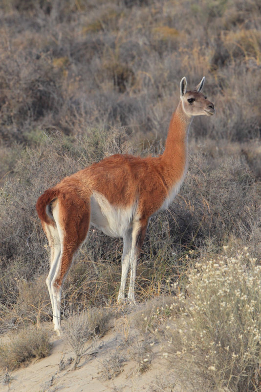 Valds, guanaco