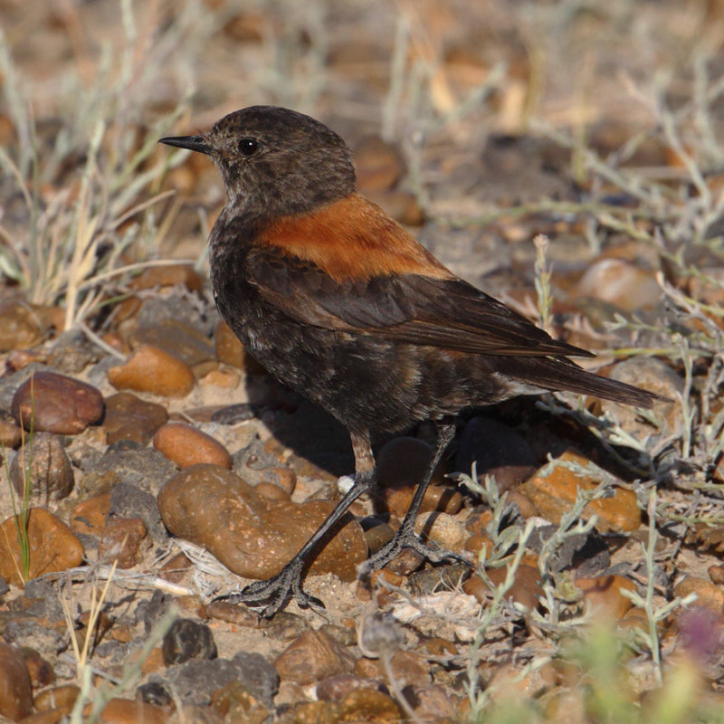 Austral negrito, Patagonian negrito (lessonia rufa), Puerto Pirmides, Argentina, January 2013
