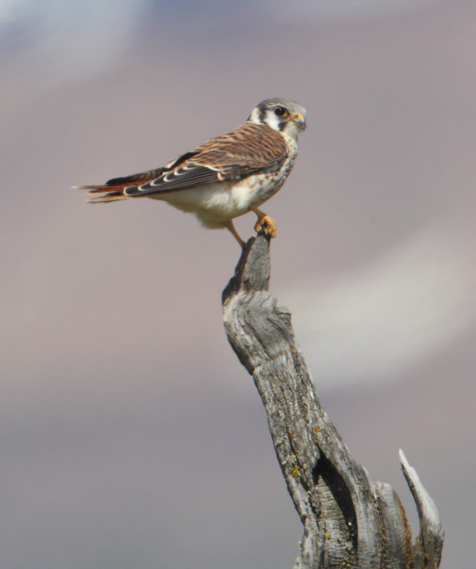 American kestrel (falco sparverius), Lago Argentino, Argentina, January 2013
