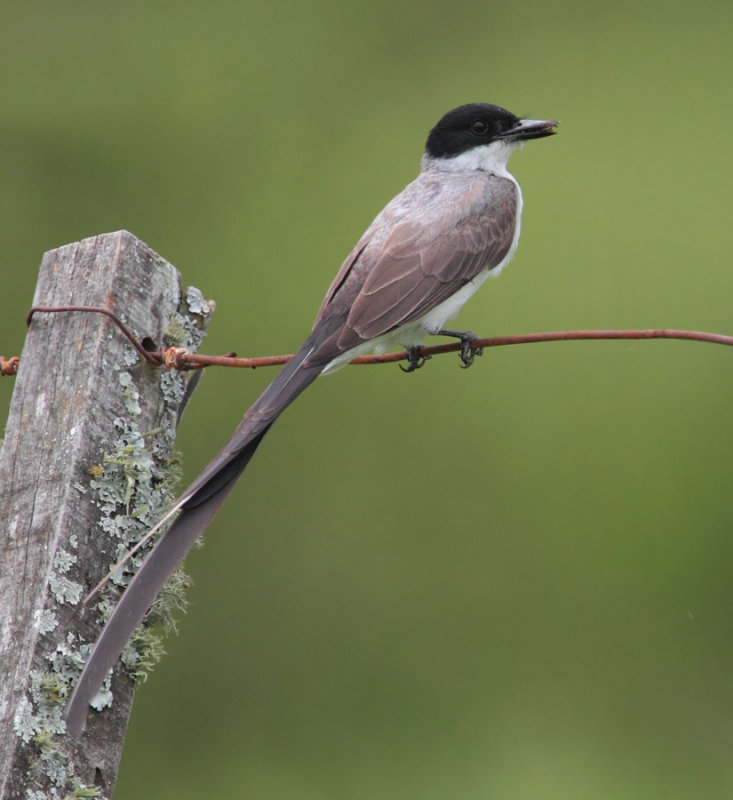 Fork-tailed flycatcher (tyrannus savana)