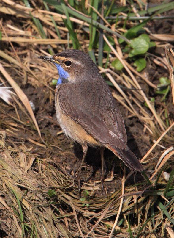 White-spotted bluethroat (luscinia svecica), Chavornay, Switzerland, March 2013