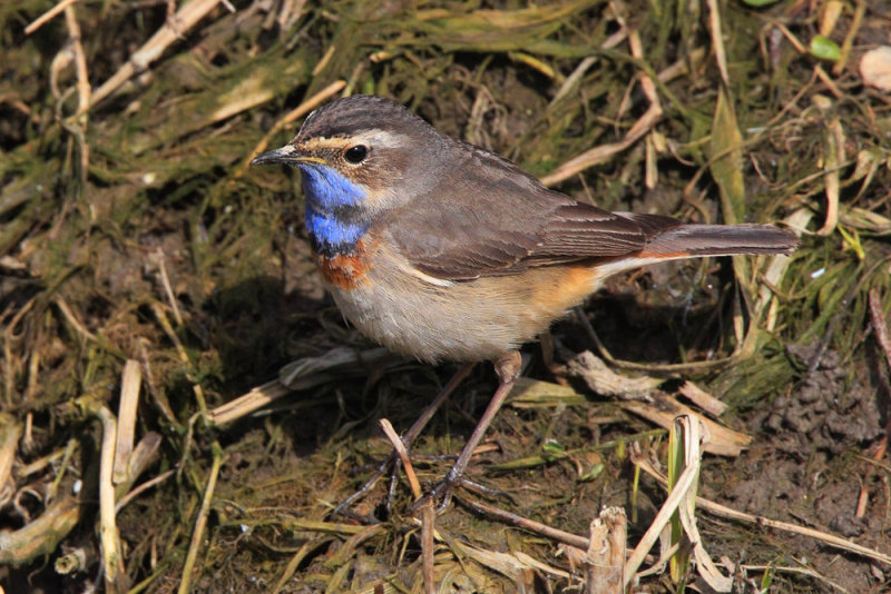 White-spotted bluethroat (luscinia svecica), Chavornay, Switzerland, March 2013