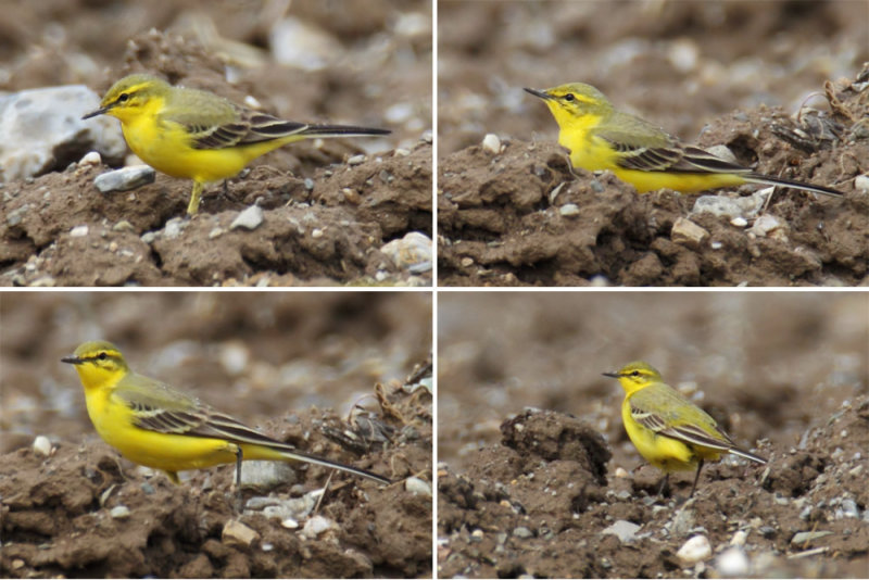 Yellow wagtail (motacilla flava flavissima), Vullierens, Switzerland, April 2013