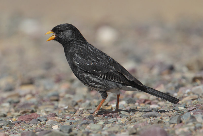 Mourning sierra-finch (phrygilus fruticeti), Purmamarca, Argentina, January 2013