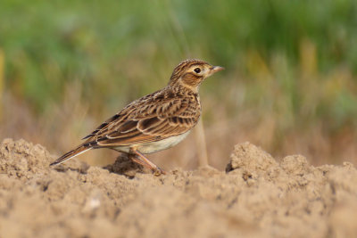 Skylark  (alauda arvensis), Grancy, Switzerland, October 2012