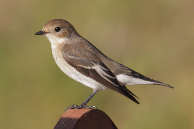 Pied flycatcher (ficedula hypoleuca), Mazagon, Spain, September 2012