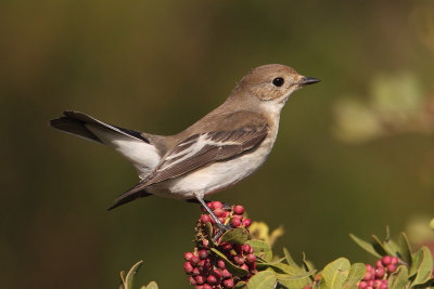 Pied flycatcher (ficedula hypoleuca), Mazagon, Spain, September 2012