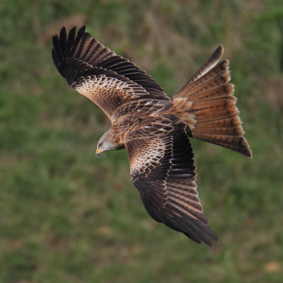 Red kite (milvus milvus), Chavannes-le-Veyron, Switzerland, November 2012