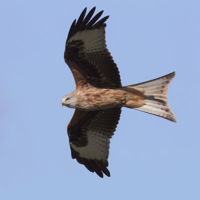 Red kite (milvus milvus), Chavannes-le-Veyron, Switzerland, November 2012