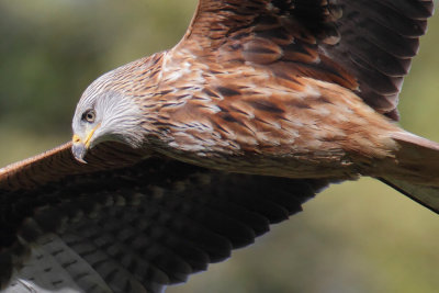 Red kite (milvus milvus), Chavannes-le-Veyron, Switzerland, November 2012