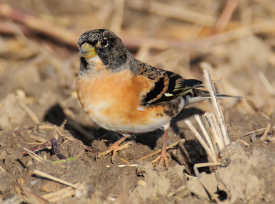 Brambling (fringilla montifringilla), Aclens, Switzerland, November 2012 