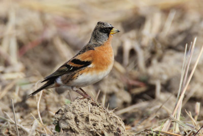 Brambling (fringilla montifringilla), Aclens, Switzerland, November 2012 