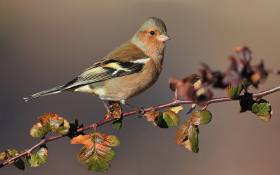 Common chaffinch (fringilla coelebs), Ayer, November 2012