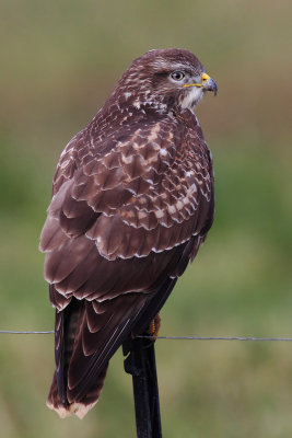 Common buzzard (buteo buteo), Cuarnens, Switzerland, December 2012