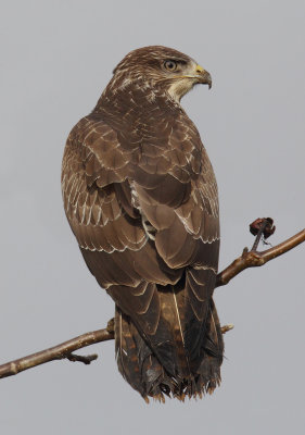 Common buzzard (buteo buteo), Aclens, Switzerland, December 2012