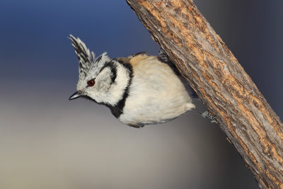 Crested tit (lophophanes cristatus), Ayer, Switzerland, December 2012