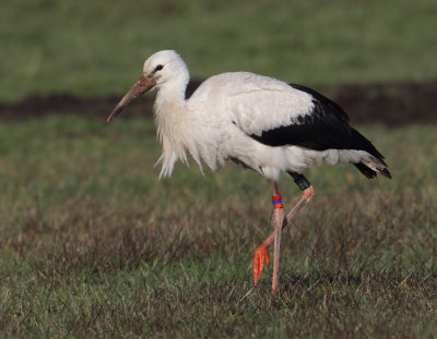 White stork (ciconia ciconia), Grancy, Switzerland, January 2013