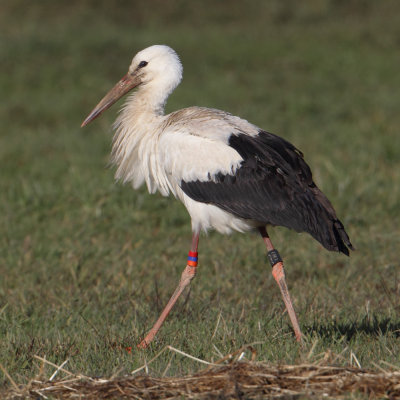 White stork (ciconia ciconia), Grancy, Switzerland, January 2013