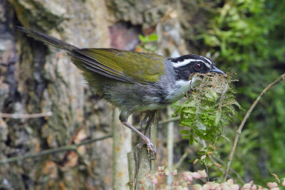 White-browed brush-finch (arremon torquatus), San Lorenzo, Argentina, January 2013