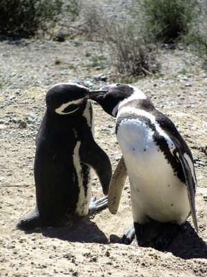 Punta Tombo, manchots