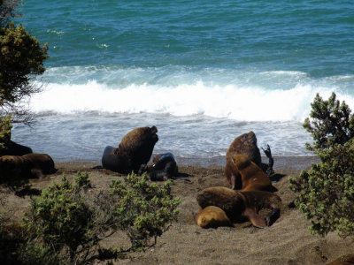 Valdés, Punta Norte