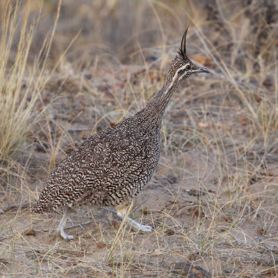 Elegant crested tinamou, Martineta tinamou (eudromia elegans), Puerto Pirmides, Argentina, January 2013