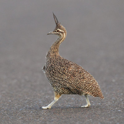 Elegant crested tinamou, Martineta tinamou (eudromia elegans), Puerto Pirmides, Argentina, January 2013