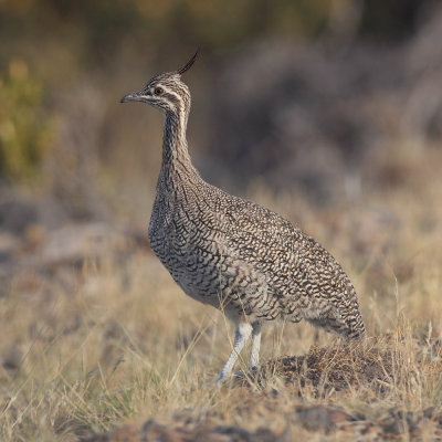 Elegant crested tinamou, Martineta tinamou (eudromia elegans), Puerto Pirmides, Argentina, January 2013