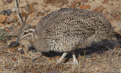 Elegant crested tinamou, Martineta tinamou (eudromia elegans), Puerto Pirmides, Argentina, January 2013