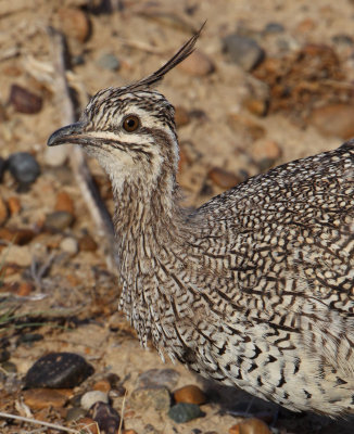 Elegant crested tinamou