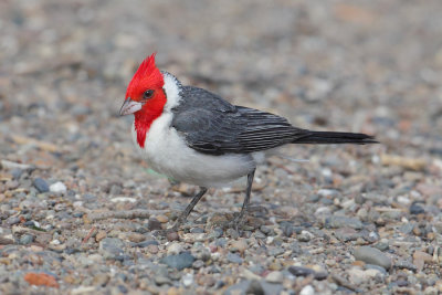 Red-crested cardinal (paroaria coronata), Gaimán, Argentina, January 2013