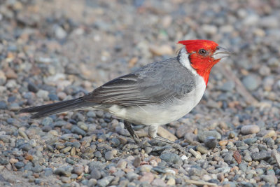 Red-crested cardinal (paroaria coronata), Gaimán, Argentina, January 2013