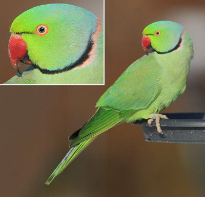 Rose-ringed parakeet (psittacula krameri), Echandens, Switzerland, February 2013