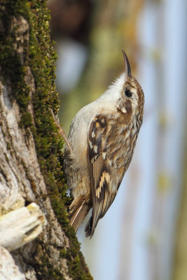 Short-toed treecreeper (certhia brachydactyla), Yverdon, Switzerland, February 2013