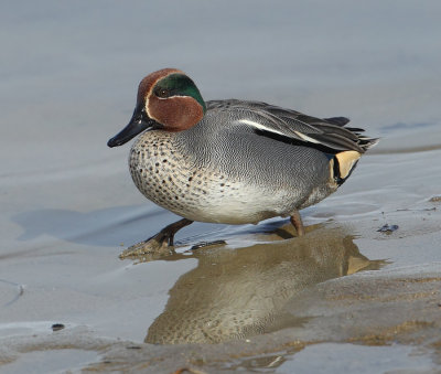 Common teal (anas crecca), Yverdon, Switzerland, February 2013