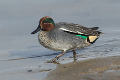 Common teal (anas crecca), Yverdon, Switzerland, February 2013