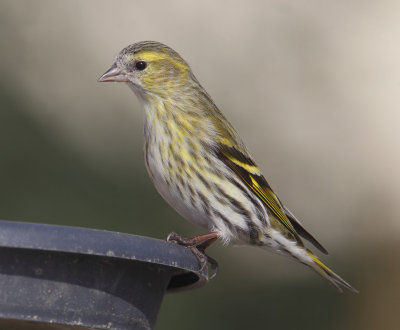 Siskin (carduelis spinus), Echandens, Switzerland, February 2013
