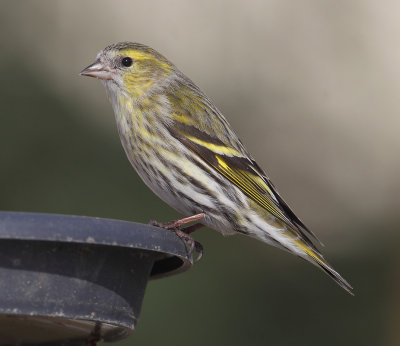 Siskin (carduelis spinus), Echandens, Switzerland, February 2013