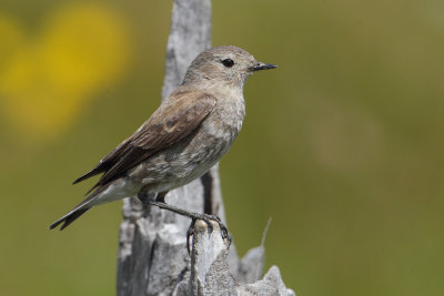 Austral negrito, Patagonian negrito (lessonia rufa), Lago Argentino, Argentina, January 2013