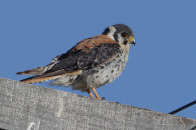 American kestrel (falco sparverius), Gaimn, Argentina, January 2013