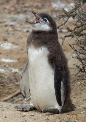 Magellanic penguin (spheniscus magellanicus), Punta Tombo, Argentina, January 2013