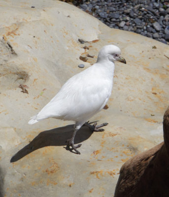 Snowy sheathbill (chionis albus), Punta Lomo, Argentina, January 2013