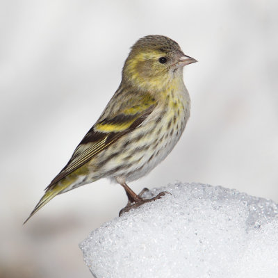 Siskin (carduelis spinus), Echandens, Switzerland, March 2013