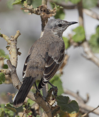 Patagonian mockingbird 