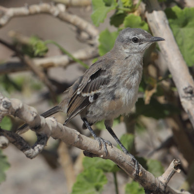 Patagonian mockingbird (mimus patagonicus), Puerto Pirmides, Argentina, January 2013