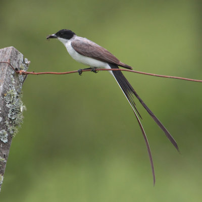 Fork-tailed flycatcher (tyrannus savana)