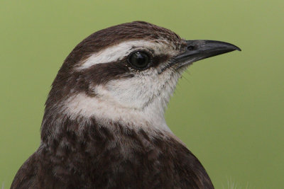 Chalk-browed mockingbird 